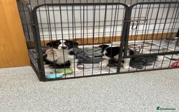 Border Collie dogs for sale: Border collie dog left. Ready  - Image 4