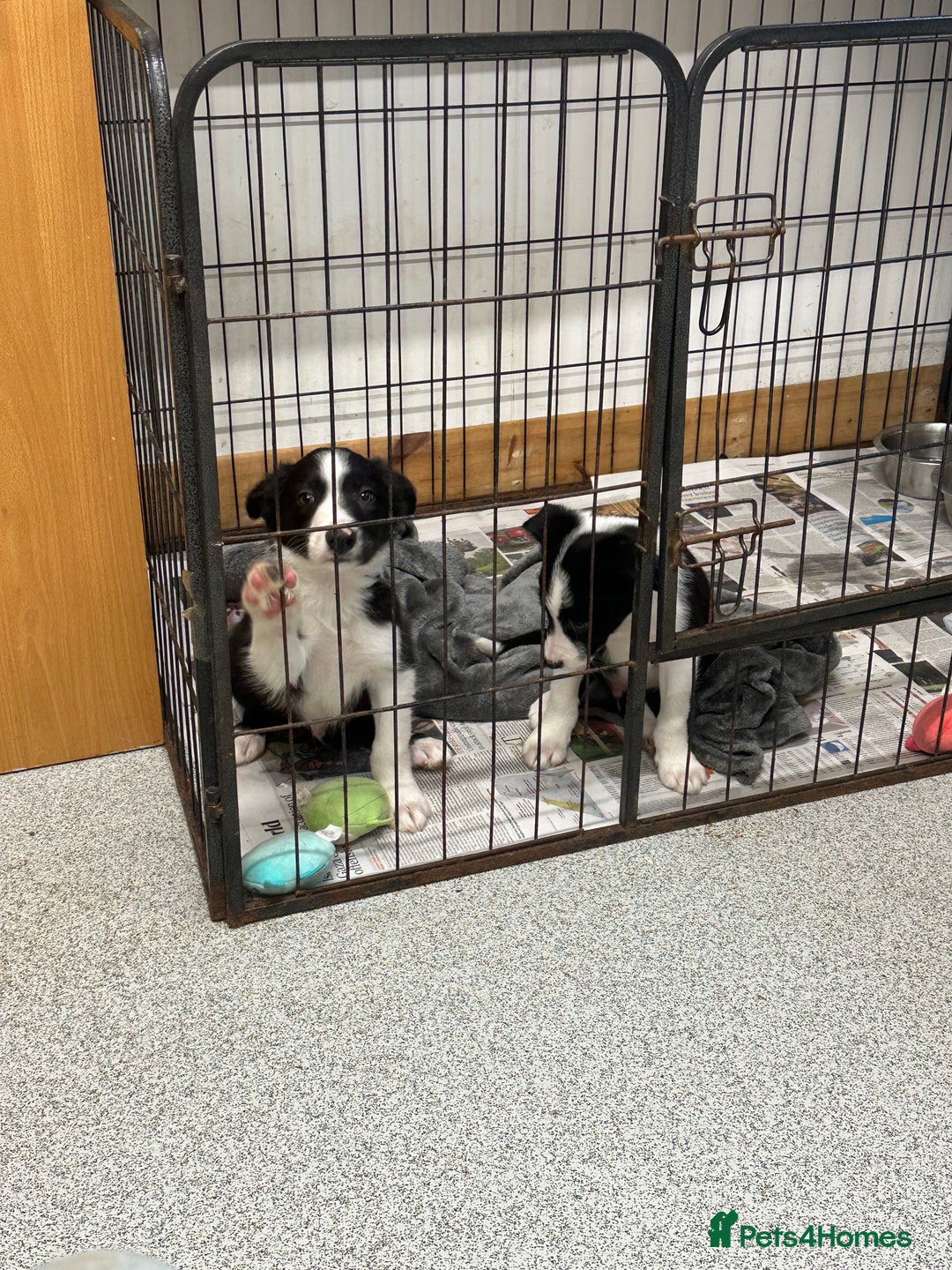 Border Collie dogs for sale: Border collie dog left. Ready  - Image 4