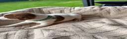 Jack Russell dogs for sale: stunning Jackrussel puppies - Advert 34