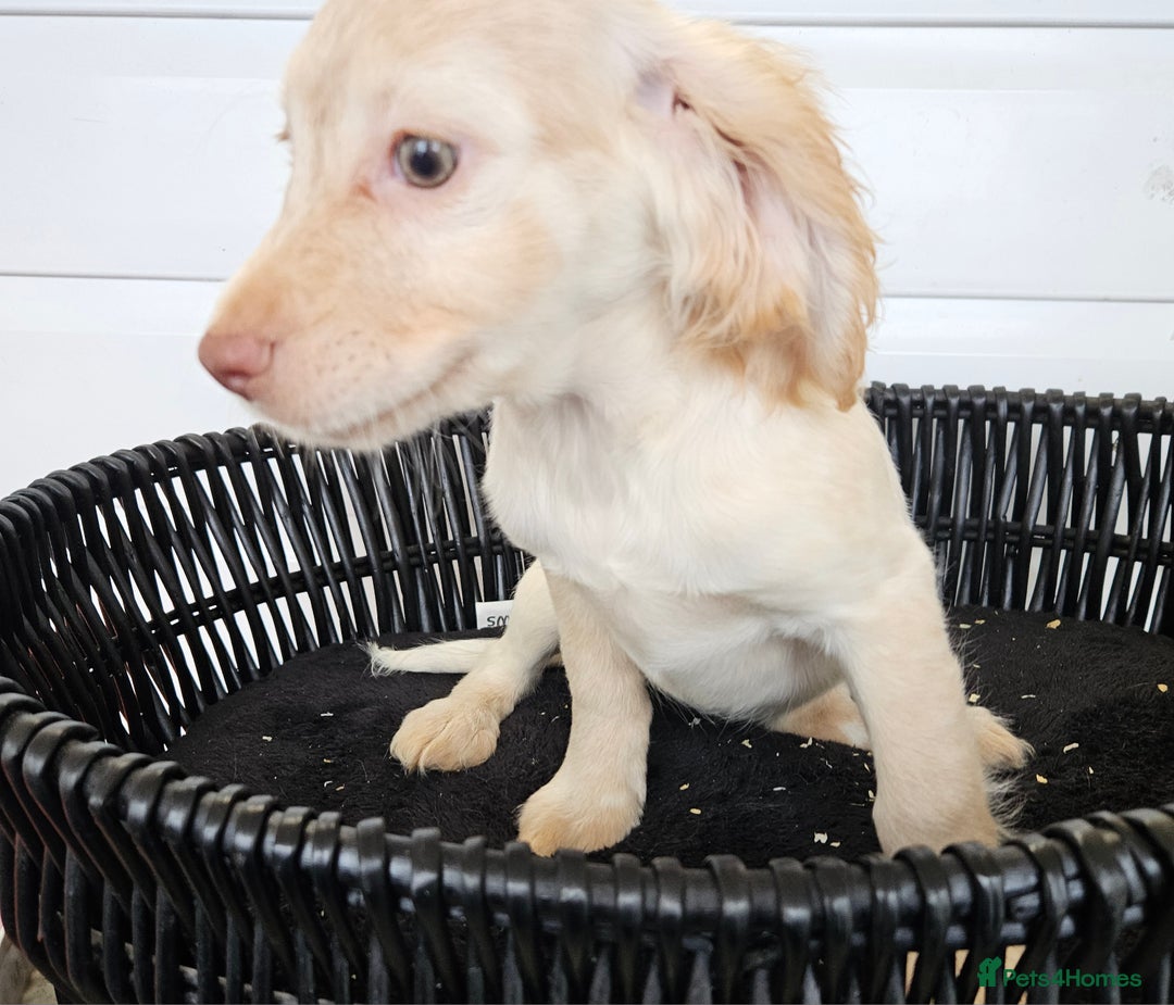 Cocker Spaniel dogs for sale: Working type rare marking cocker spaniels - Advert 18