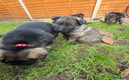 German Shepherd dogs for sale: 10 amazing german shepherd puppies - Advert 21