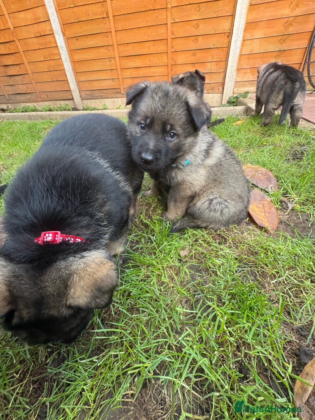 German Shepherd dogs for sale: 10 amazing german shepherd puppies - Advert 21