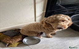 Cockapoo dogs for sale: Sad sale blonde and white male cockapoo - Image 4