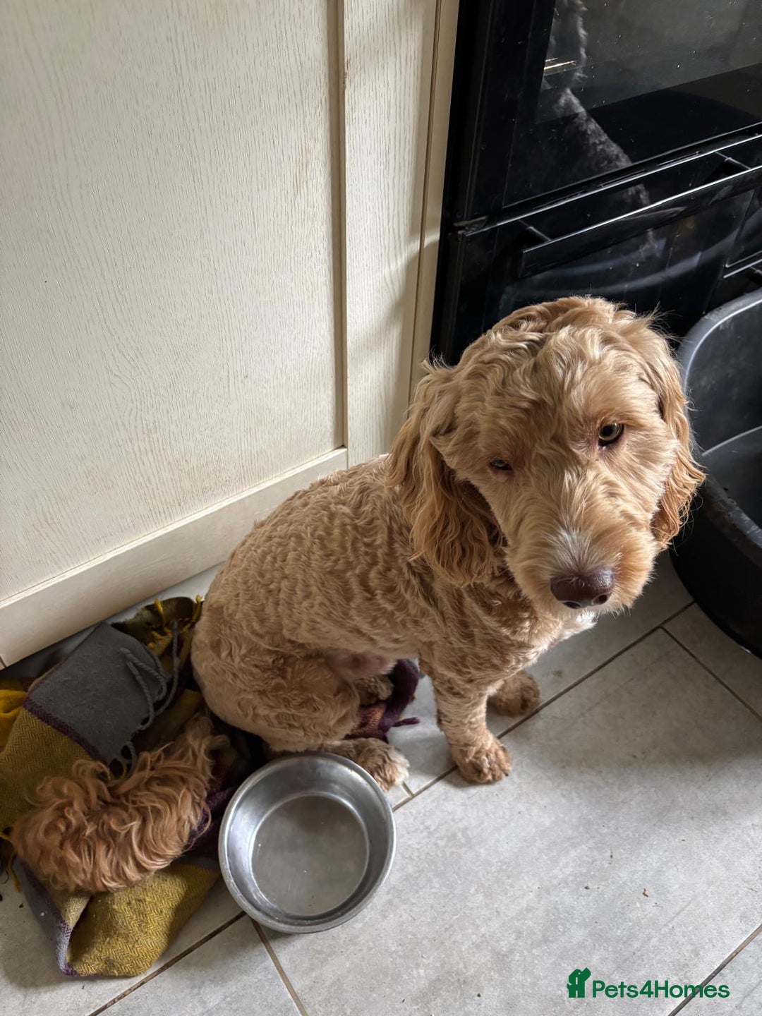Cockapoo dogs for sale: Sad sale blonde and white male cockapoo - Image 4
