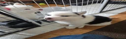 Siberian Husky dogs for sale: EBONY / ARYA SIBERIAN HUSKYS READY TO LEAVE  - Advert 30