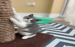 British Shorthair cats for sale: Champion Bloodlines British Shorthair kitten - Image 2