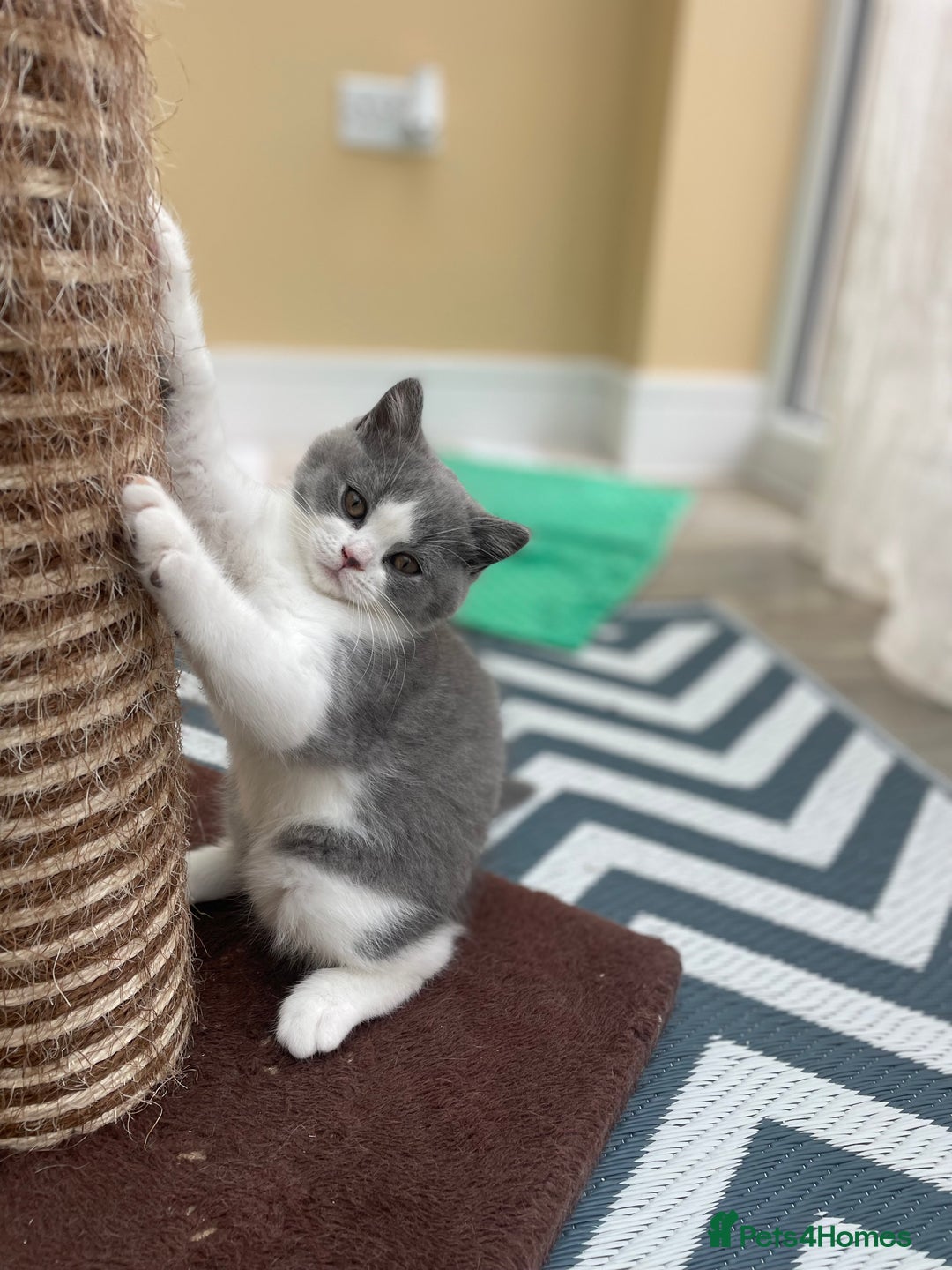 British Shorthair cats for sale: Champion Bloodlines British Shorthair kitten - Image 2