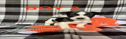 Jack Russell dogs for sale: Beautiful mixed litter in Sittingbourne - Advert 17