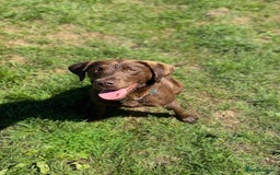 Labrador Retriever dogs for sale: Working Line Chocolate Labrador puppies  - Image 20