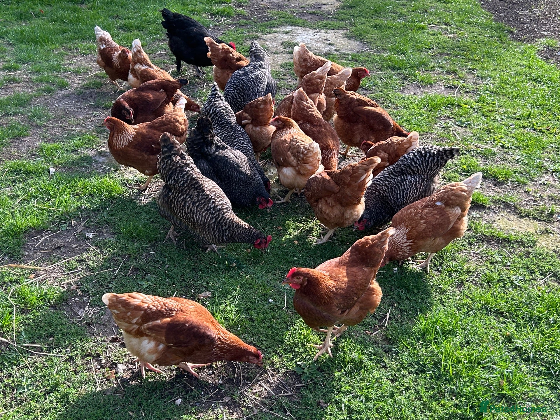 Chickens poultry Point of lay hens  - Advert 16