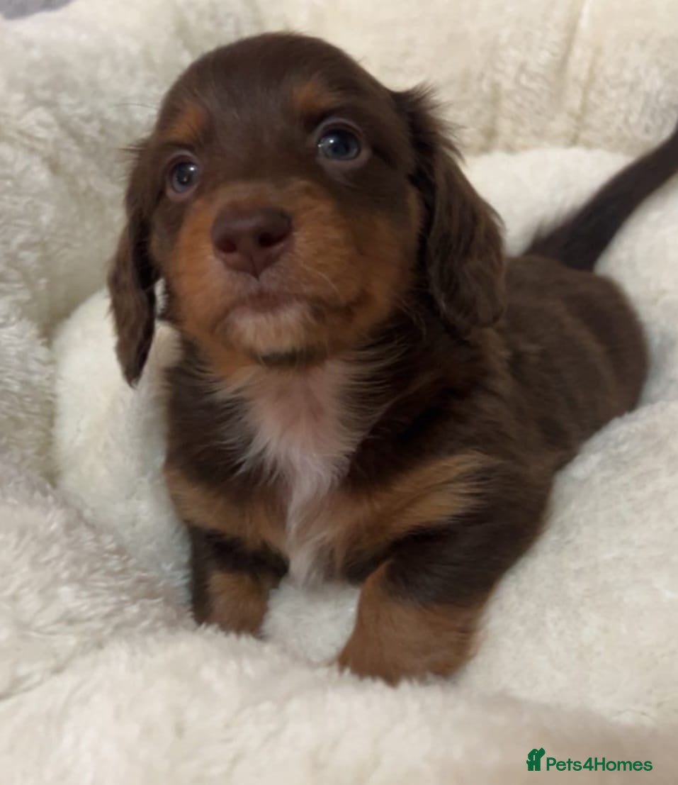 Miniature Dachshund dogs KC Reg Long-Haired Miniature Dachshund Puppies  - Advert 10