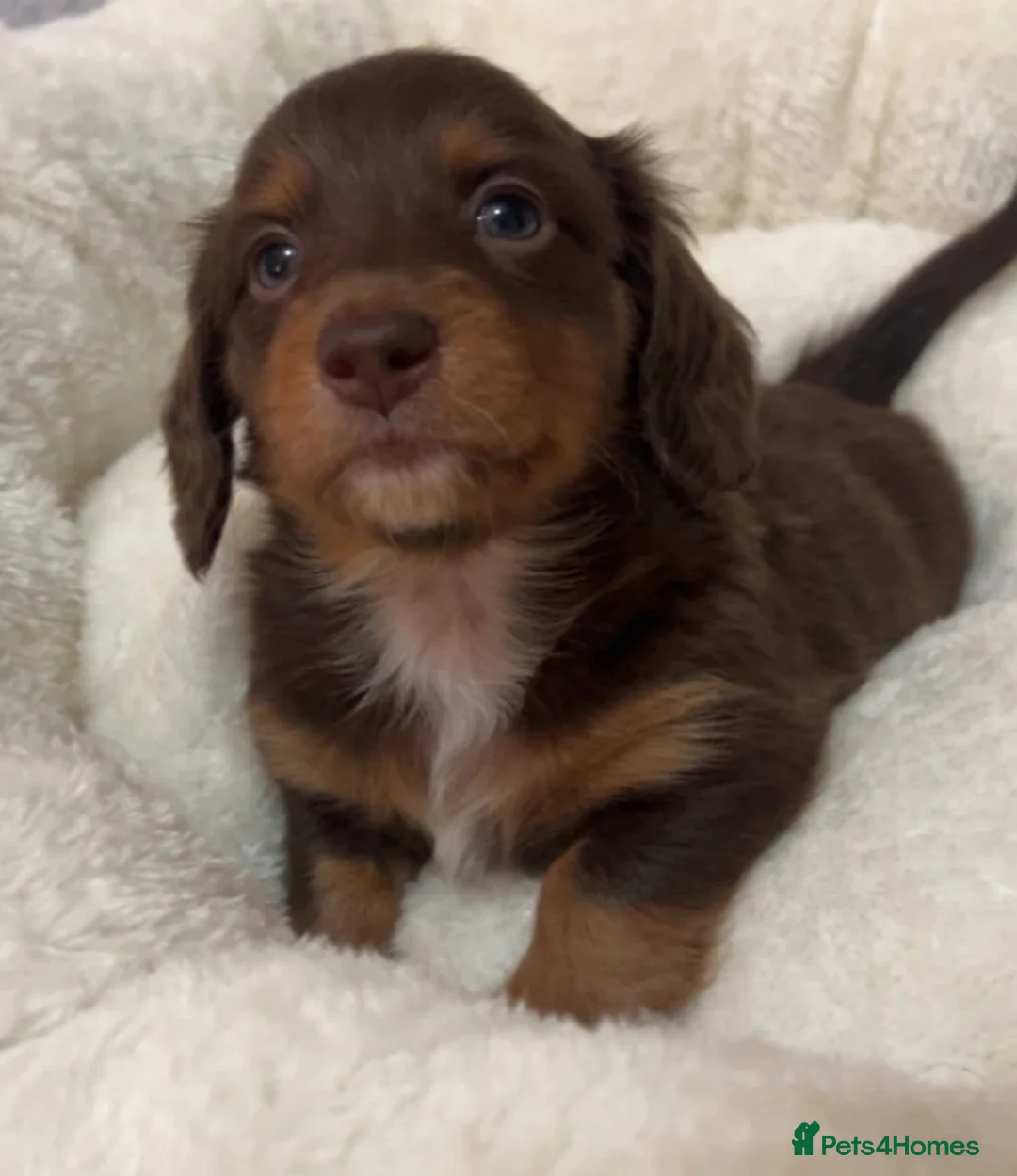 Miniature Dachshund dogs for sale: KC Reg Long-Haired Miniature Dachshund Puppies  - Advert 22