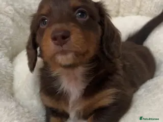 Miniature Dachshund dogs KC Reg Long-Haired Miniature Dachshund Puppies - Advert 10