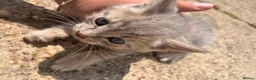 Domestic Shorthair cats for sale: 6 BEAUTIFUL KITTEN,(2 British Shorthairs) - Advert 18
