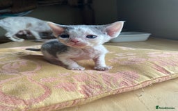 Devon Rex cats for sale: Adorable pure Devon Rex kittens  - Image 22