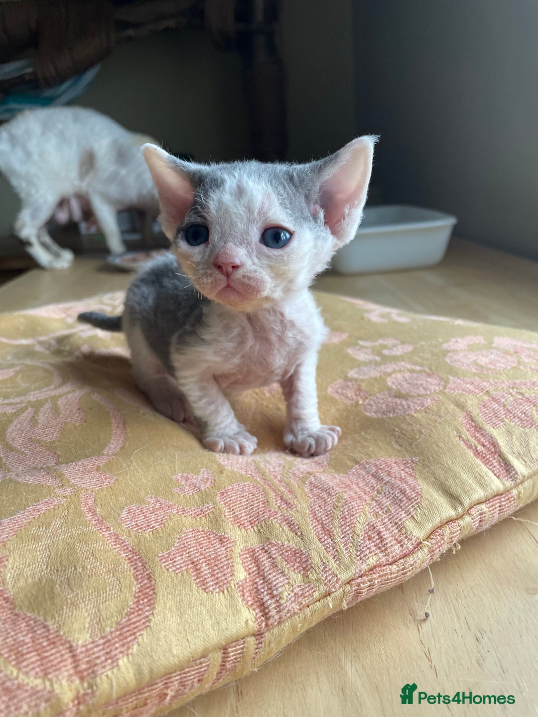 Devon Rex cats for sale: Adorable pure Devon Rex kittens  - Image 22