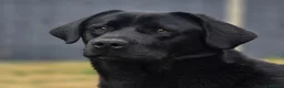 Labrador Retriever dogs for sale: 1 Year Old Male(DNA + Hips Scored) - Advert 1