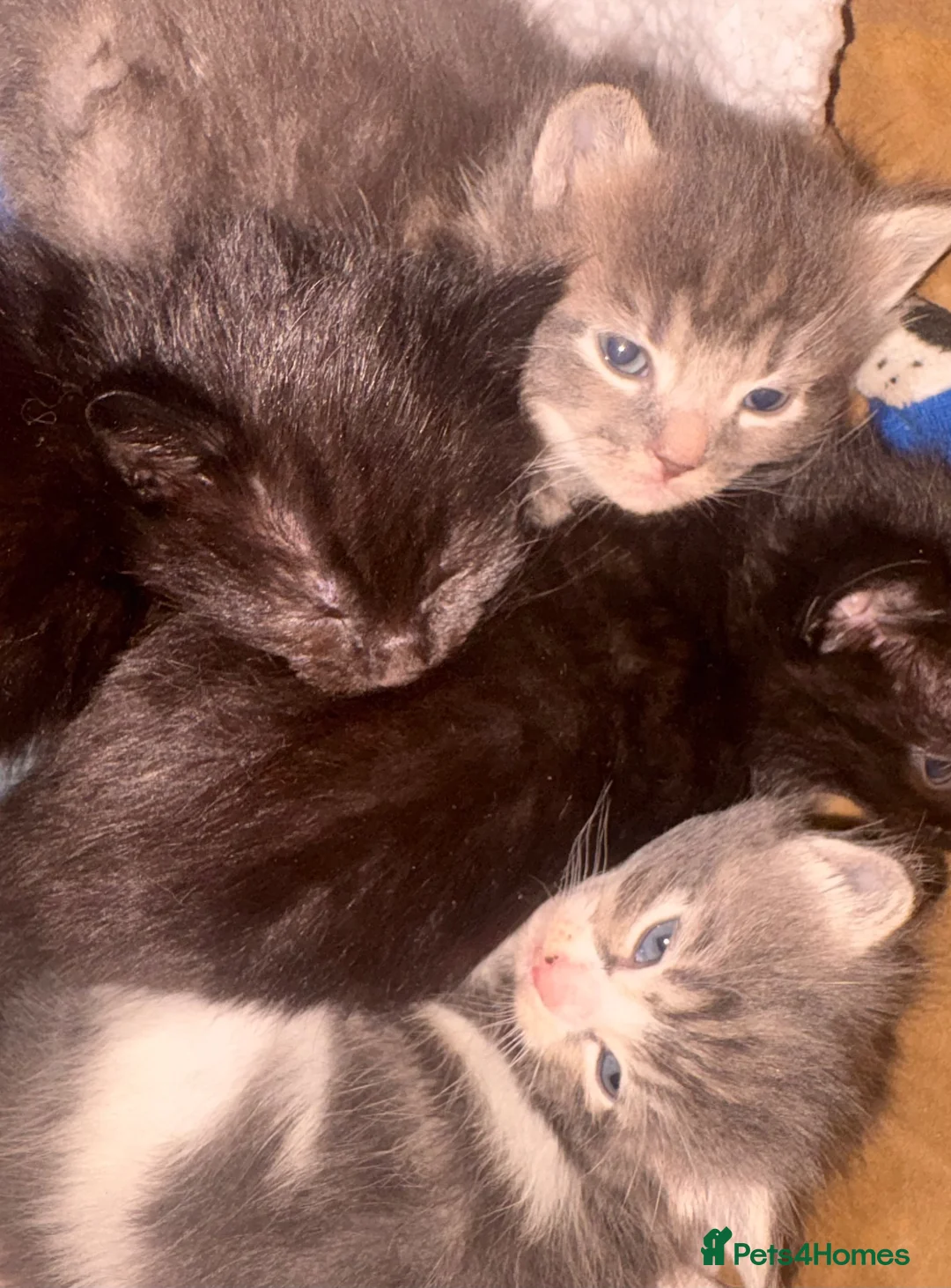 Norwegian Forest Cat cats for sale: 4 Norwegian For Kittens kitten - Advert 2