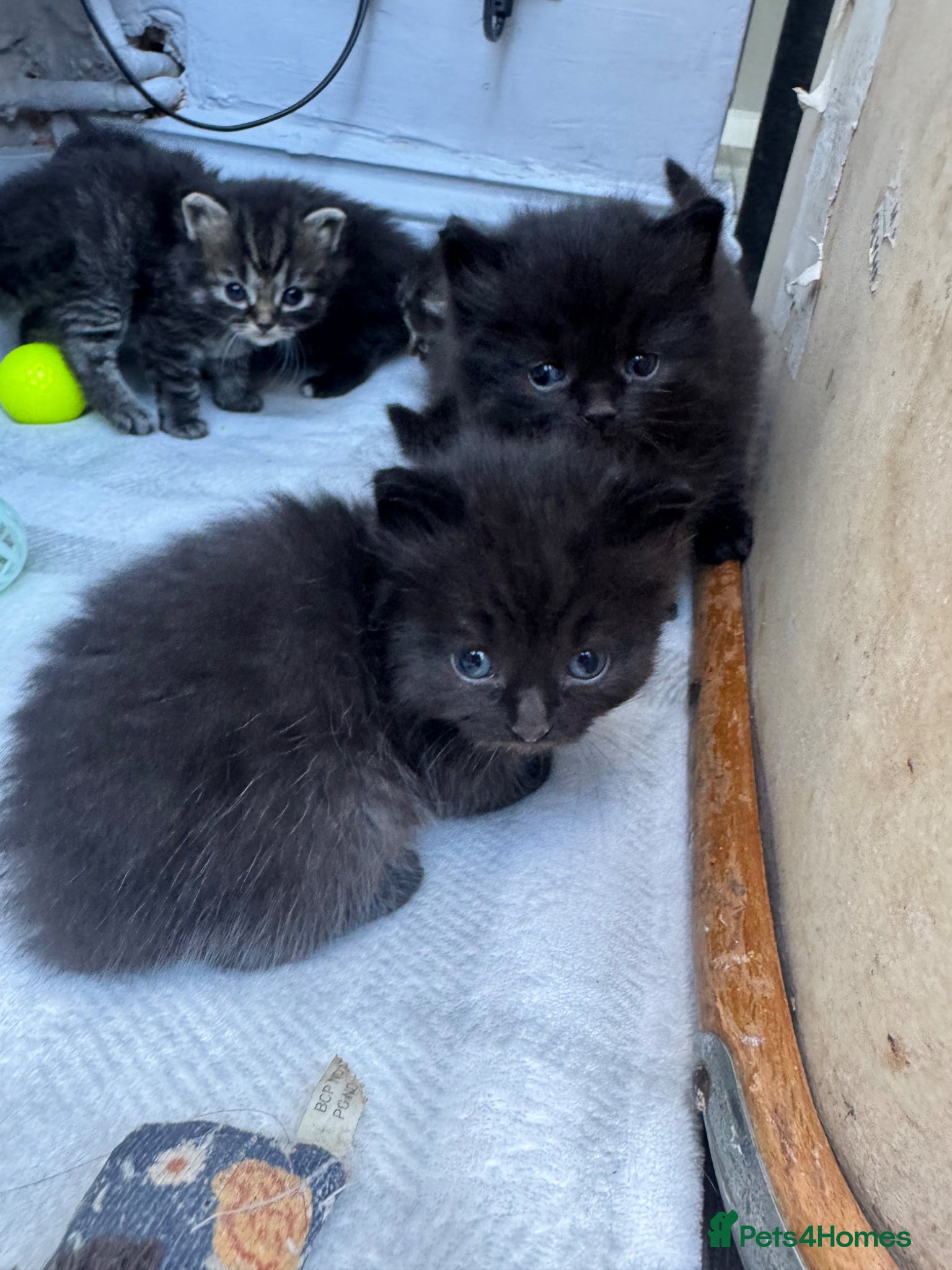 Ragdoll cats for sale: Stunning 1/2 ragdoll babies.  - Advert 10