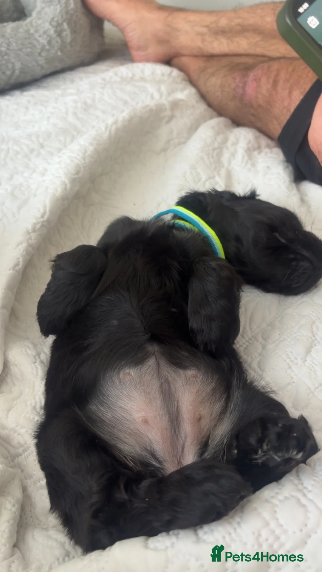 Cocker Spaniel dogs for sale: Show Cocker Spaniel  in Paisley - Advert 2