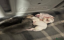 Mixed Breed dogs for sale: French Bull Jacks x 5 (All male)  - Image 5