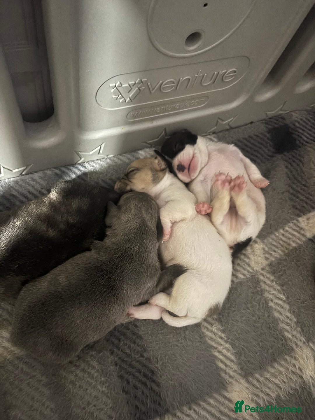 Mixed Breed dogs for sale: French Bull Jacks x 5 (All male)  - Image 5