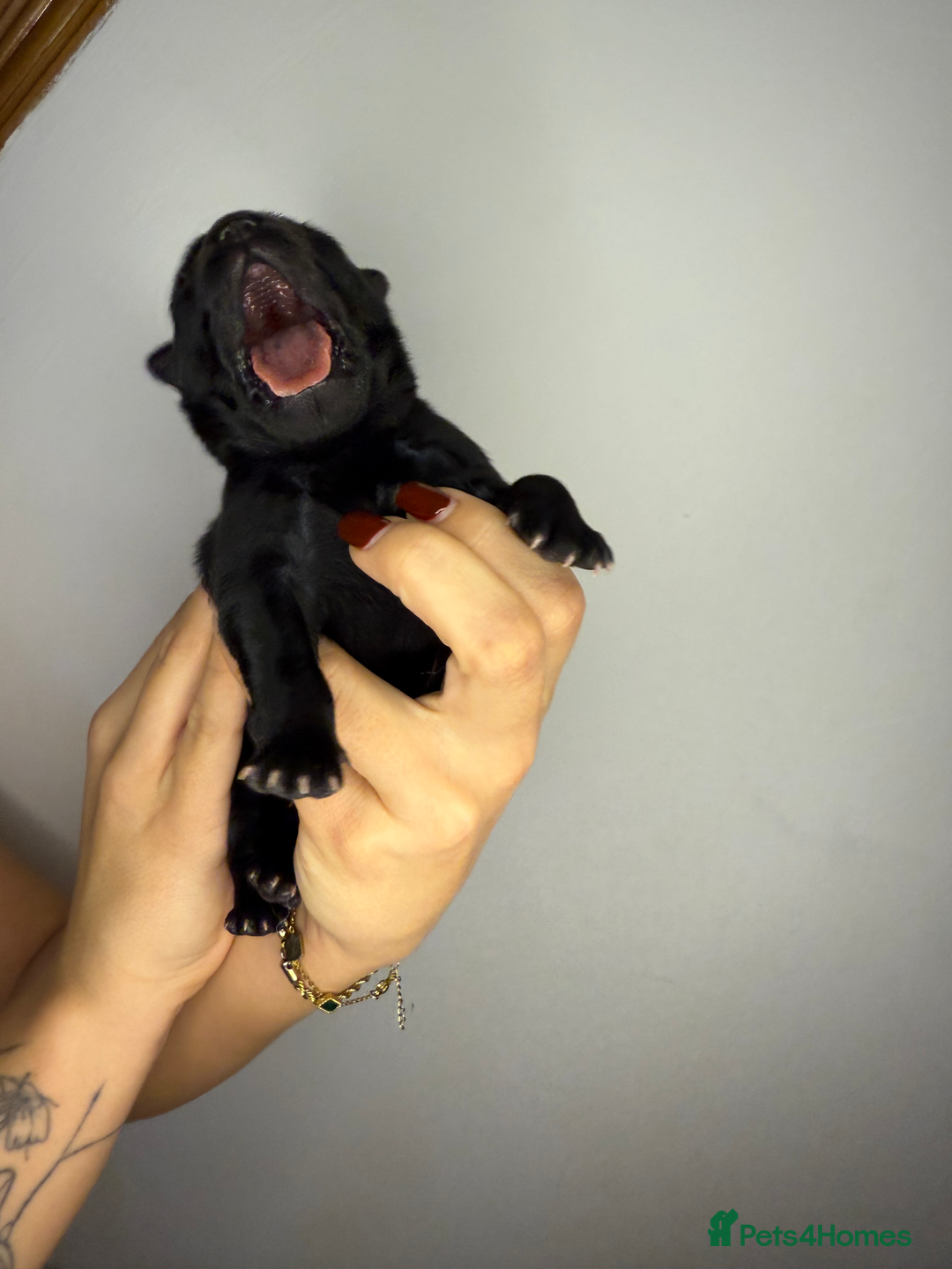 Mixed Breed dogs for sale: chowski / chow chow  - Advert 7