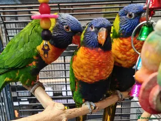 Parrots birds Birds/Parakeets/Parrots Available - Advert 1