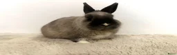 Netherland Dwarf rabbits for sale: Gorgeous Netherland dwarf male rabbit - Advert 3