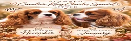 Cavalier King Charles Spaniel dogs for sale: Cavalier King Charles Spaniel litters - Advert 2