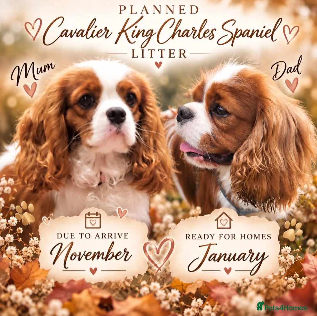 Cavalier King Charles Spaniel dogs for sale: Cavalier King Charles Spaniel litters - Advert 2