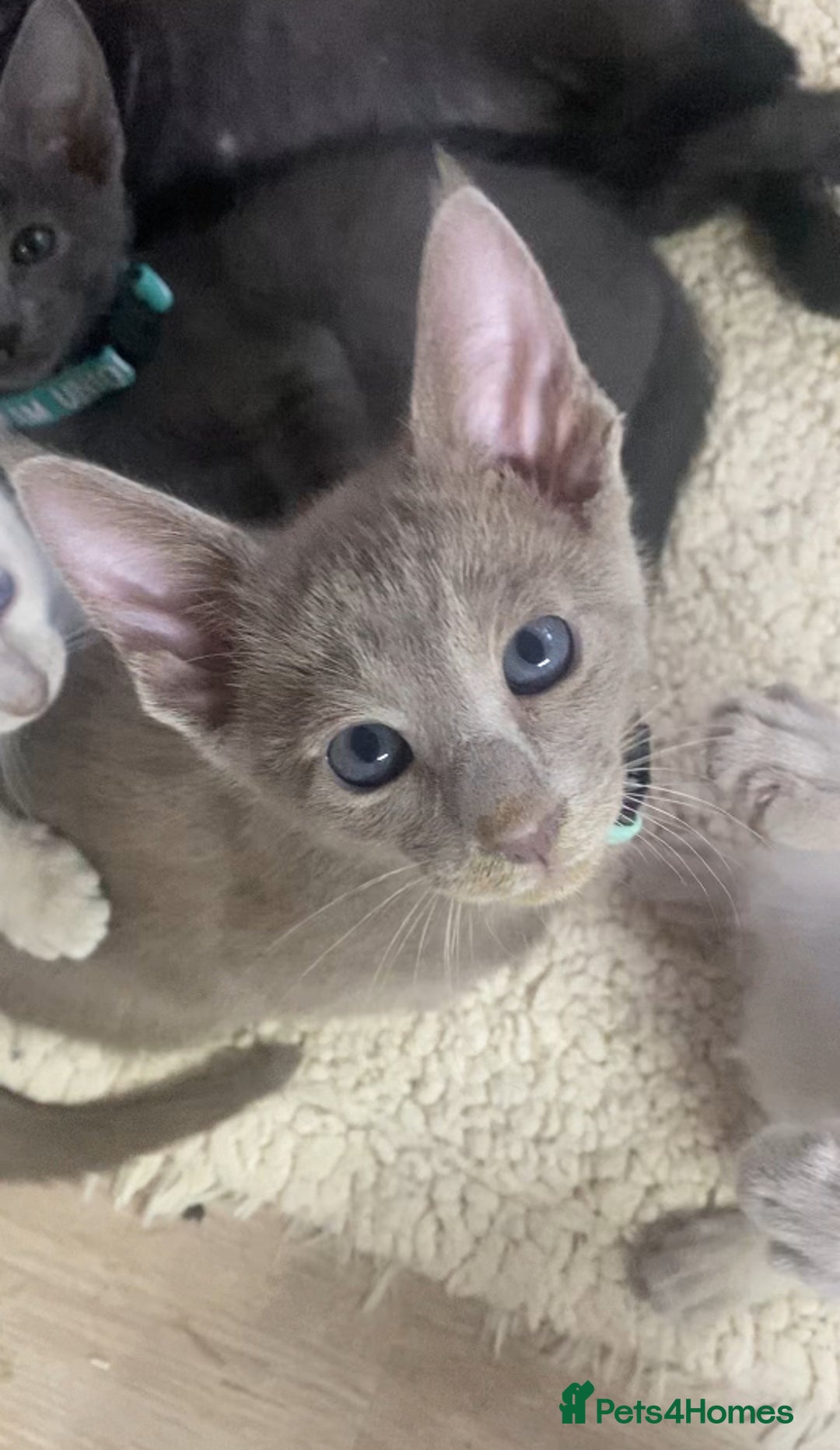 Mixed Breed cats for sale: Oriental/ Siamese  - Advert 10