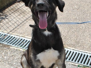 Mixed Breed dogs in Wellingborough - Advert 21