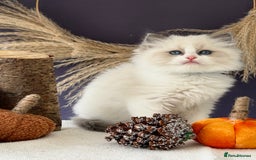 Ragdoll cats for sale: Stunning TICA Ragdolls  - Image 12