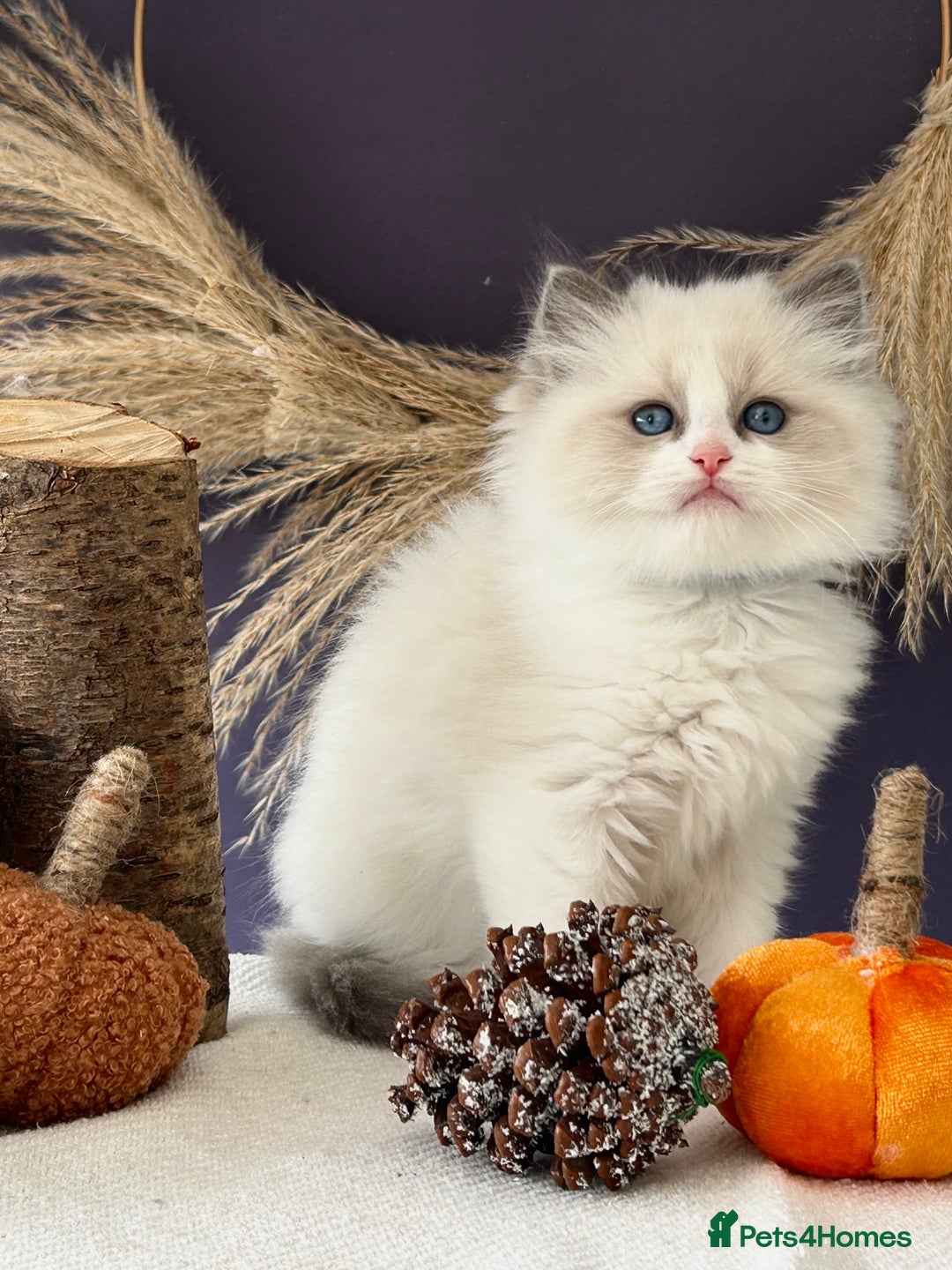 Ragdoll cats for sale: Stunning TICA Ragdolls  - Image 12