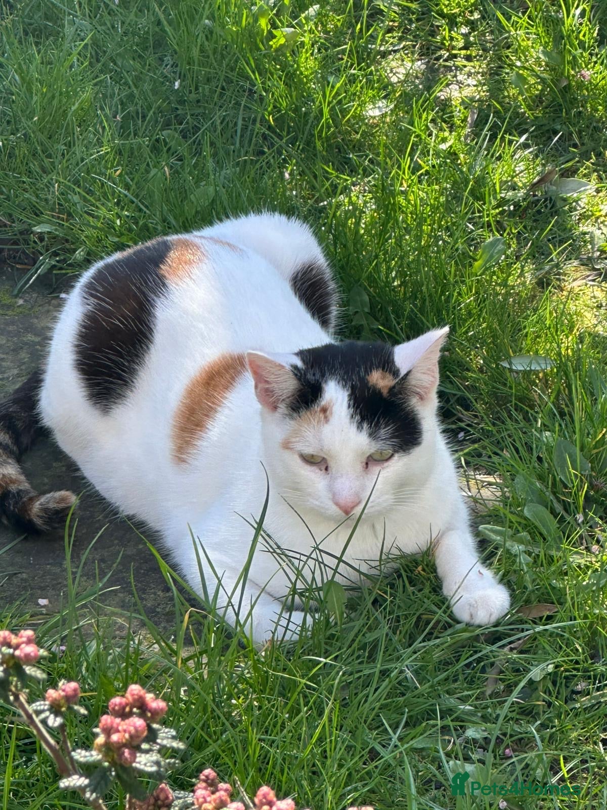 Mixed Breed cats Rescue cats and kittens 🧡 - Advert 3