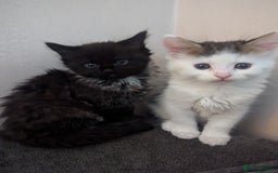 Maine Coon cats for sale: Maine Coon kittens available to loving homes 💖 - Image 11