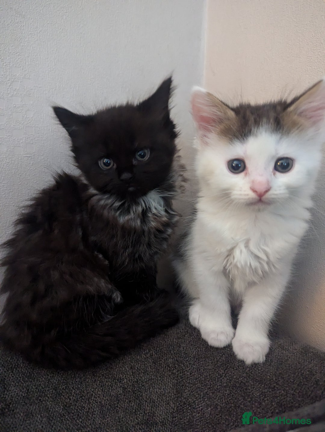 Maine Coon cats for sale: Maine Coon kittens available to loving homes 💖 - Image 11