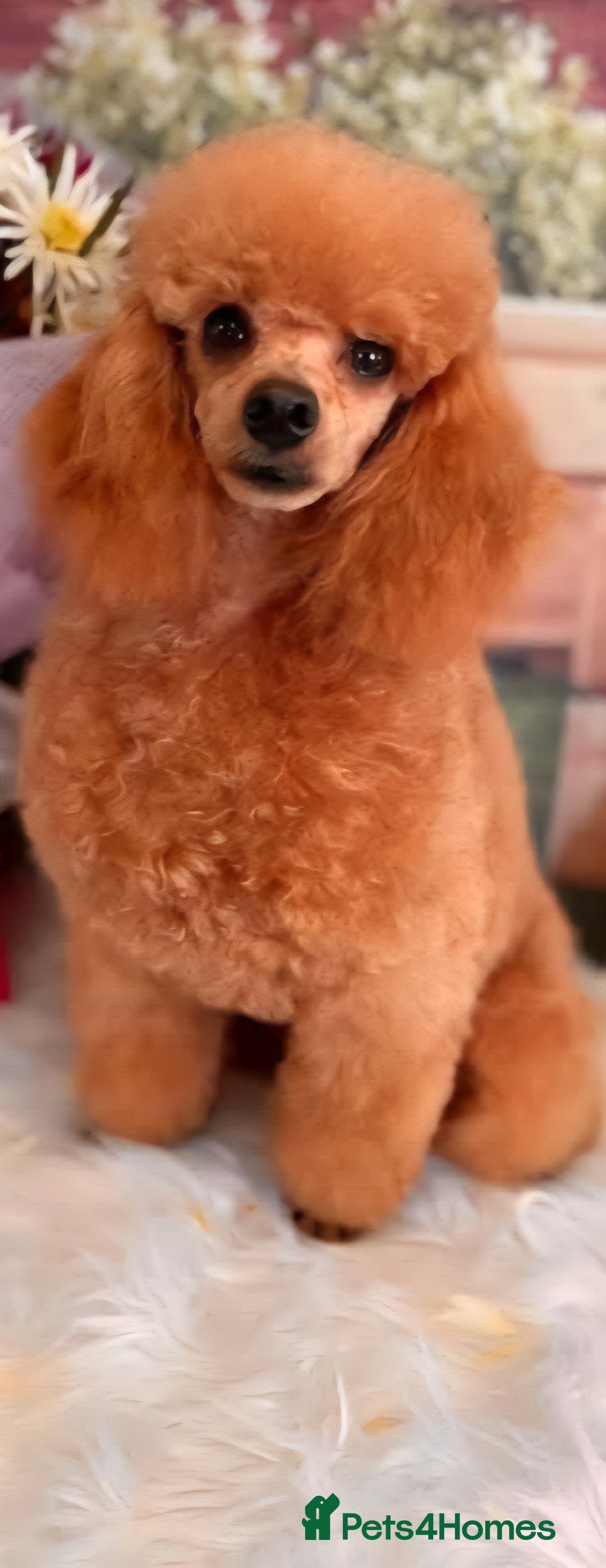 Toy Poodle dogs for sale: Two Toy poodle boys - Image 8