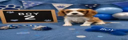 Cavalier King Charles Spaniel dogs for sale: ** DNA/PRA CLEAR CAVALIER KING CHARLES PUPPIES ** - Advert 4