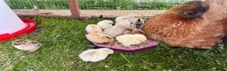 Chickens poultry for sale: 11 GORGEOUS 2 DAY OLD SILKIE CHICKS AVAILABLE  - Advert 3