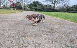 English Bulldog dogs for stud: GLEN COCO for stud in Birmingham - Image 9