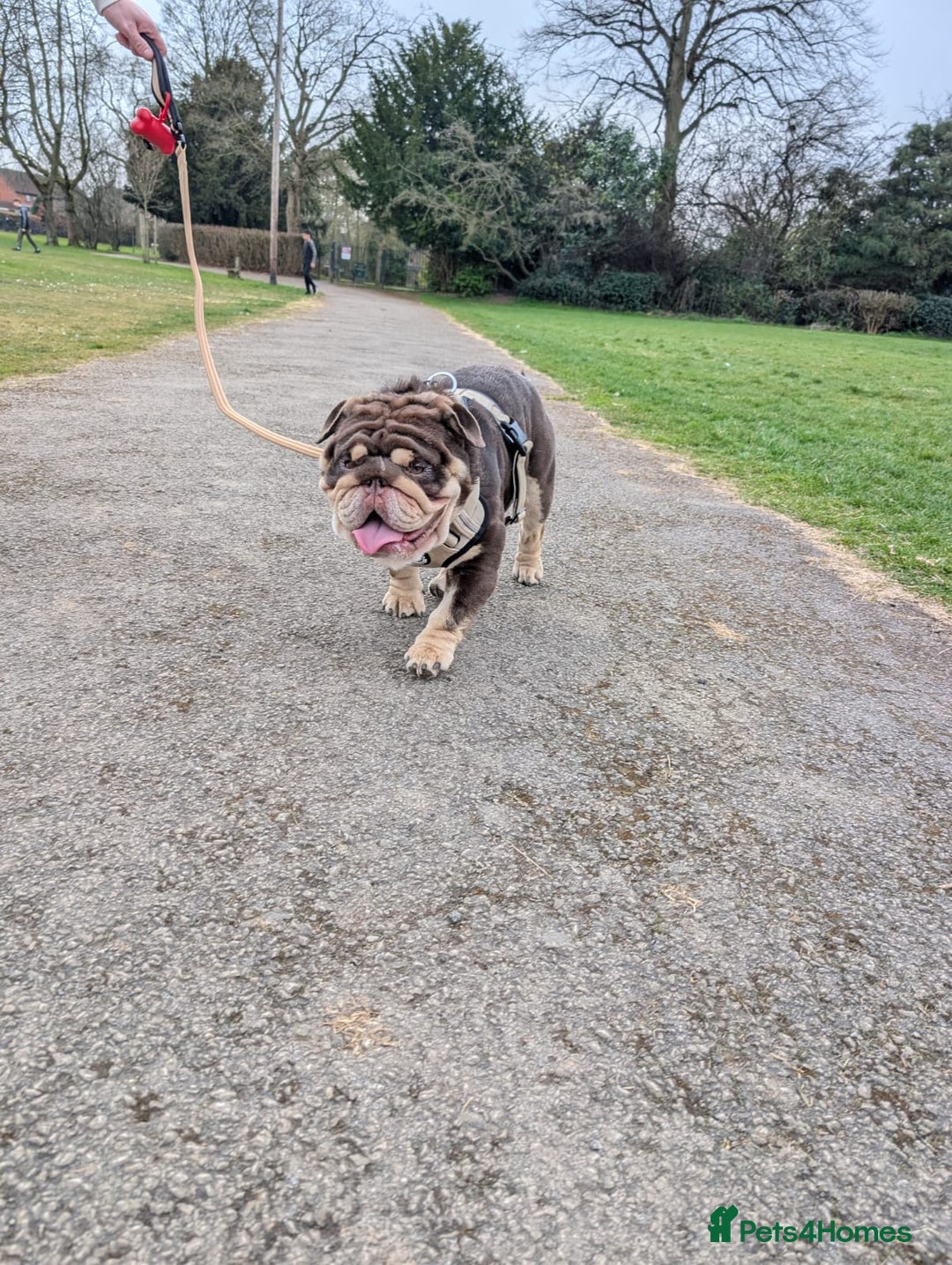 English Bulldog dogs for stud: GLEN COCO for stud in Birmingham - Image 9