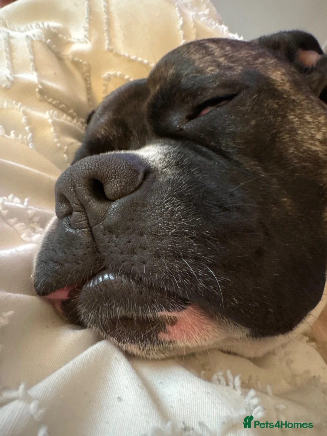Staffordshire Bull Terrier dogs for sale: Eddie is 3 in Dec he is a gorgeous boy - Advert 2