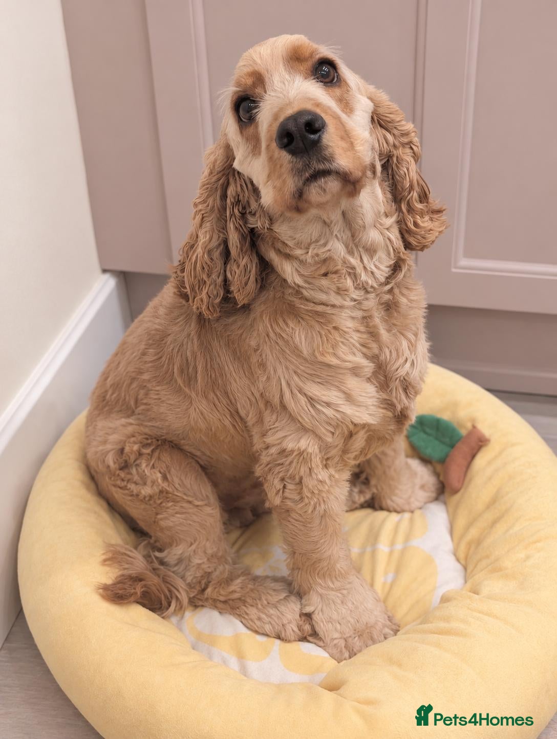 Cocker Spaniel dogs Confident Experienced Dog Dad Required!  - Advert 6