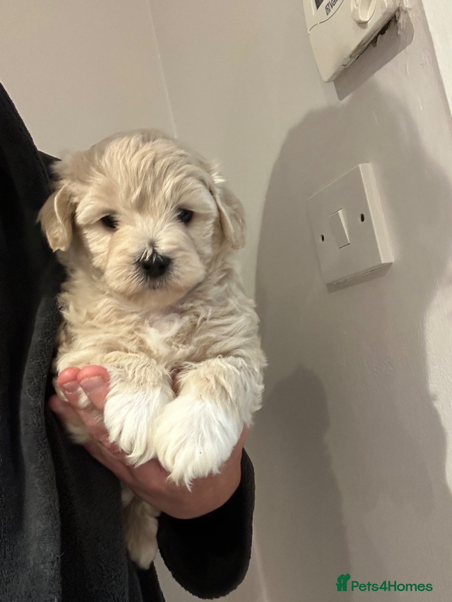 Maltipoo dogs  Maltipoo pups - Advert 1