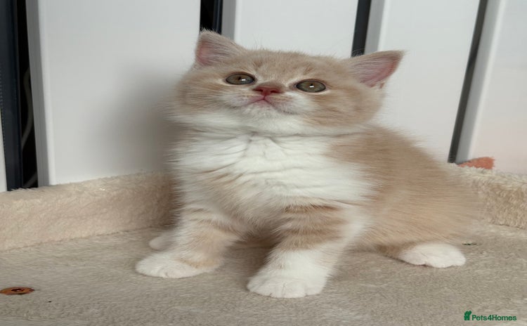 British Shorthair cats - Advert 3