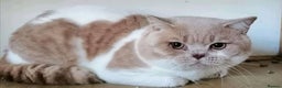 British Shorthair cats for stud: CHAMPION KAROWBIST FLOYDER  in Ruardean - Advert 14