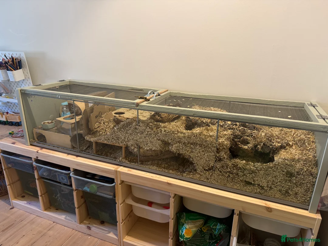 Gerbil rodents for sale: Two bonded 5 month old female gerbils  - Advert 7