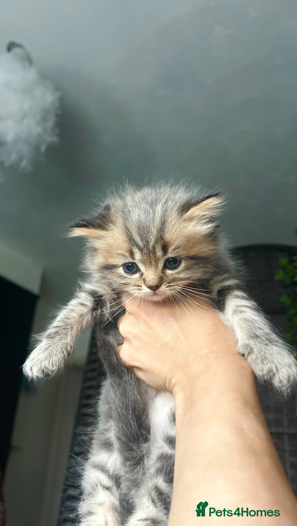 Perdoll cats for sale: Persian Kitty’s for sale 🩶 - Advert 15